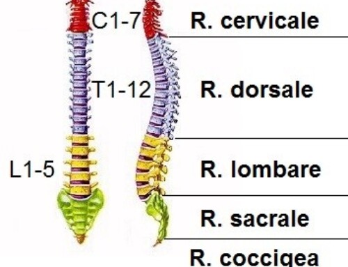 Lezione n. 3 : la salute della tua colonna vertebrale