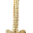 Migliorare la flessibilità della tua colonna vertebrale